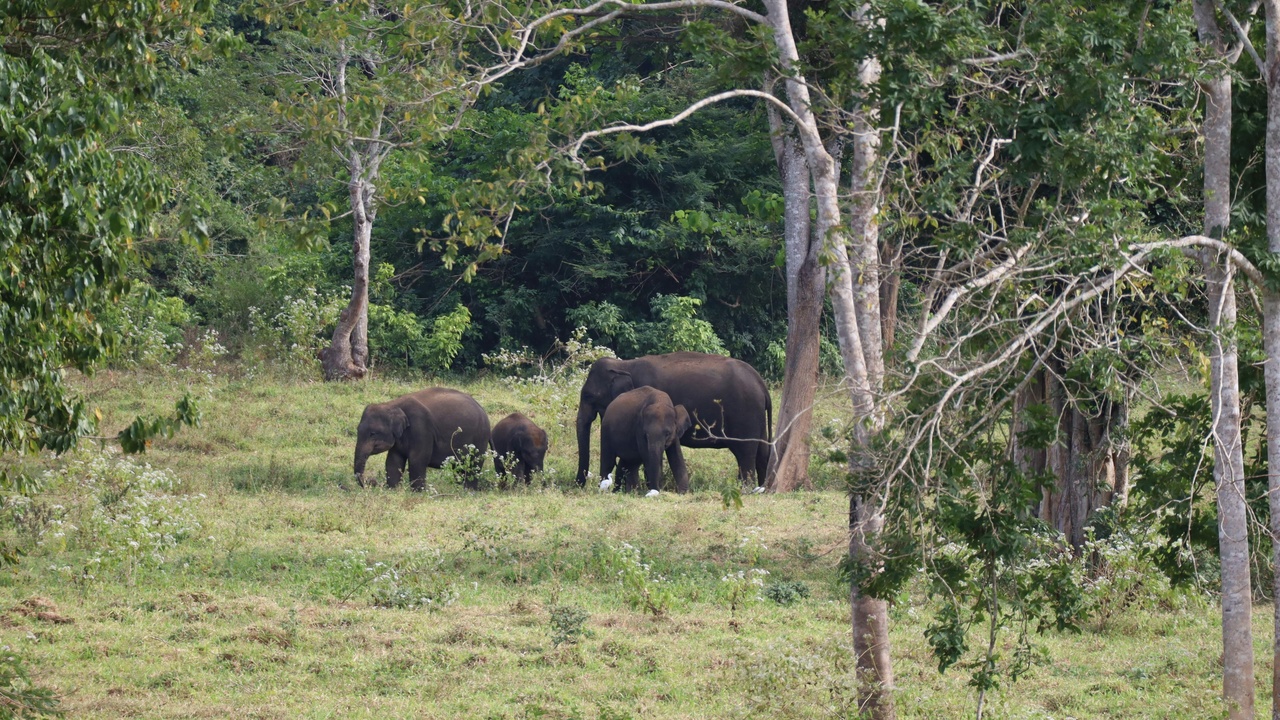 Savanna elephants at Zakouma National Park seen from a safari vehicle
