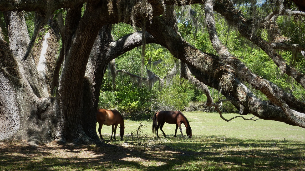 Sea kayakers paddling near marsh grasses with a barrier island shoreline in the distance