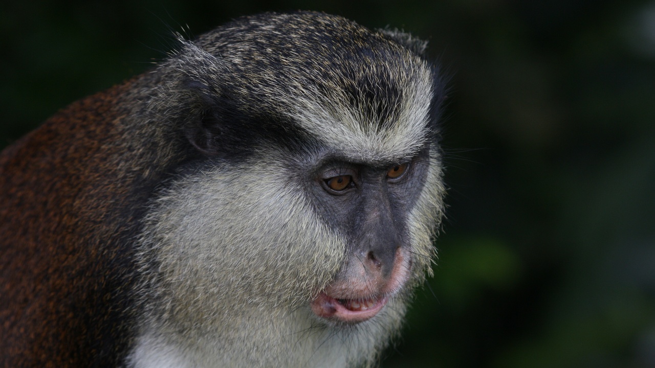 Hiker overlooking Grand Etang crater lake in Grenada rainforest.