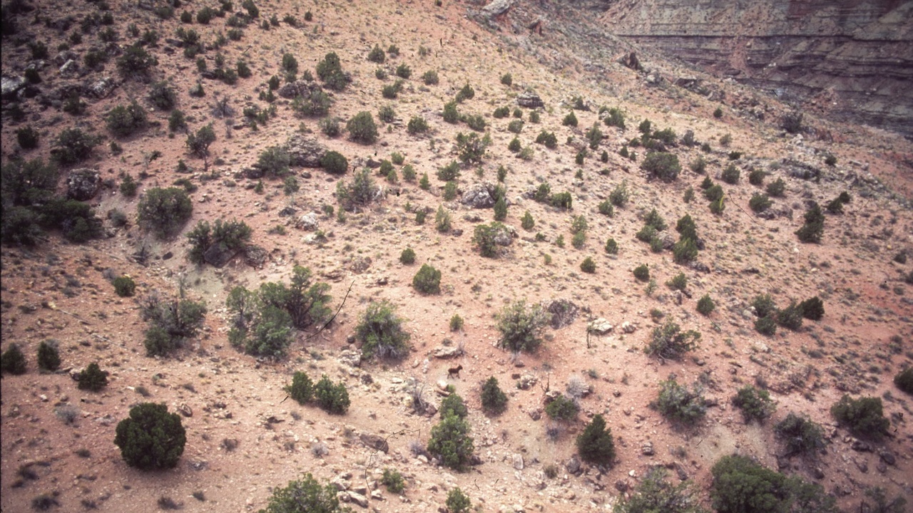 Grand Canyon aerial view and Statue of Liberty symbolizing U.S. landmarks and landscapes