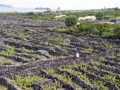 Landscape of the Pico Island Vineyard Culture