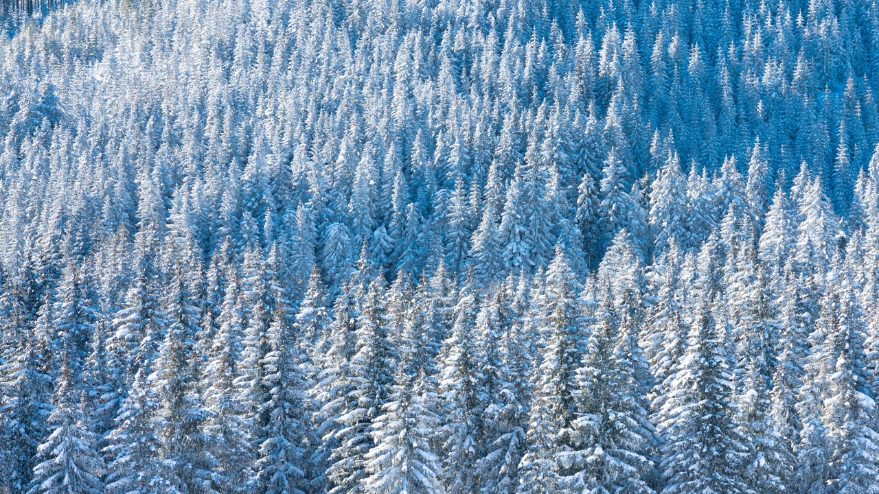 Pravčická brána in Bohemian Switzerland with forested sandstone formations