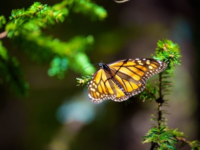 Monarch Butterfly Biosphere Reserve