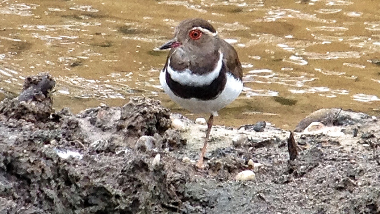 Dzanga-Sangha forest reserve with dense rainforest and riverine landscape