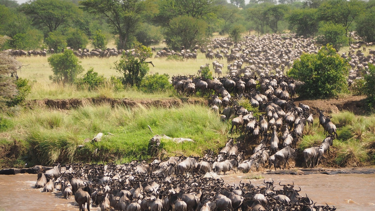 Serengeti migration and wildebeest crossing a river