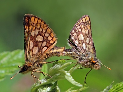 Skippers