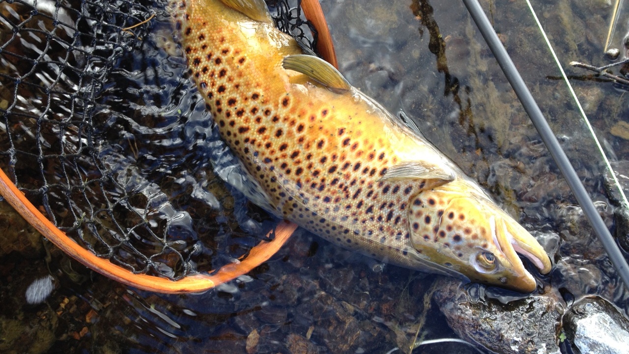 Angler fly-fishing on a clear Montana river surrounded by cottonwood trees