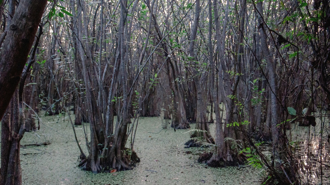 Kayak gliding through mangroves at Levera National Park, Grenada.
