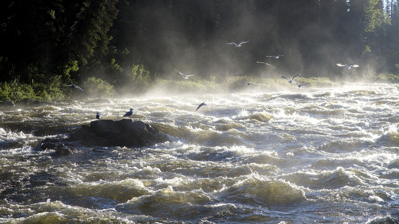 Denali sled dog kennels with handlers and dogs at the park headquarters
