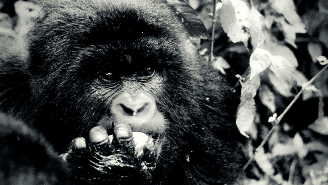 Expedition camp and Congo-Ocean Railway scene