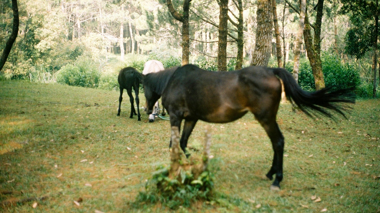 A Basotho rider on a pony near a mountain village, with winter slopes visible in the distance