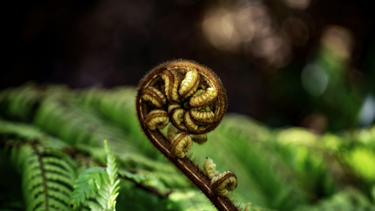 Māori cultural performance at Waitangi and Rotorua geothermal area
