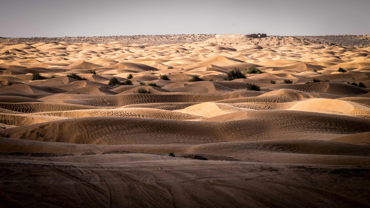 Dunes and oasis near Douz in the Tunisian Sahara