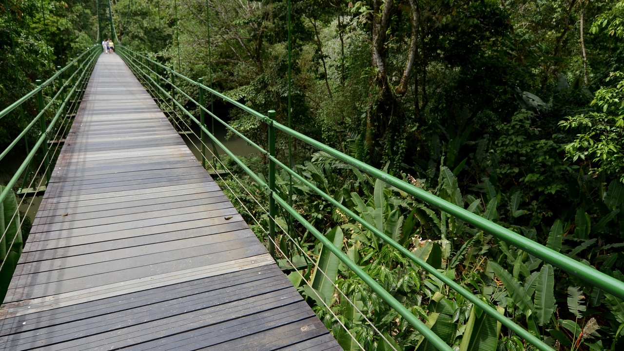 Lush Costa Rica rainforest with mist and wildlife