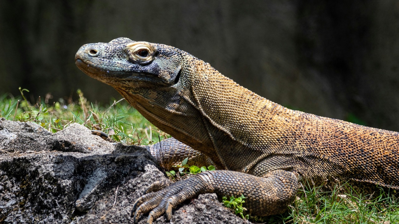 Natural wonders of Indonesia: Komodo dragon, Raja Ampat coral reefs, Mount Bromo volcano