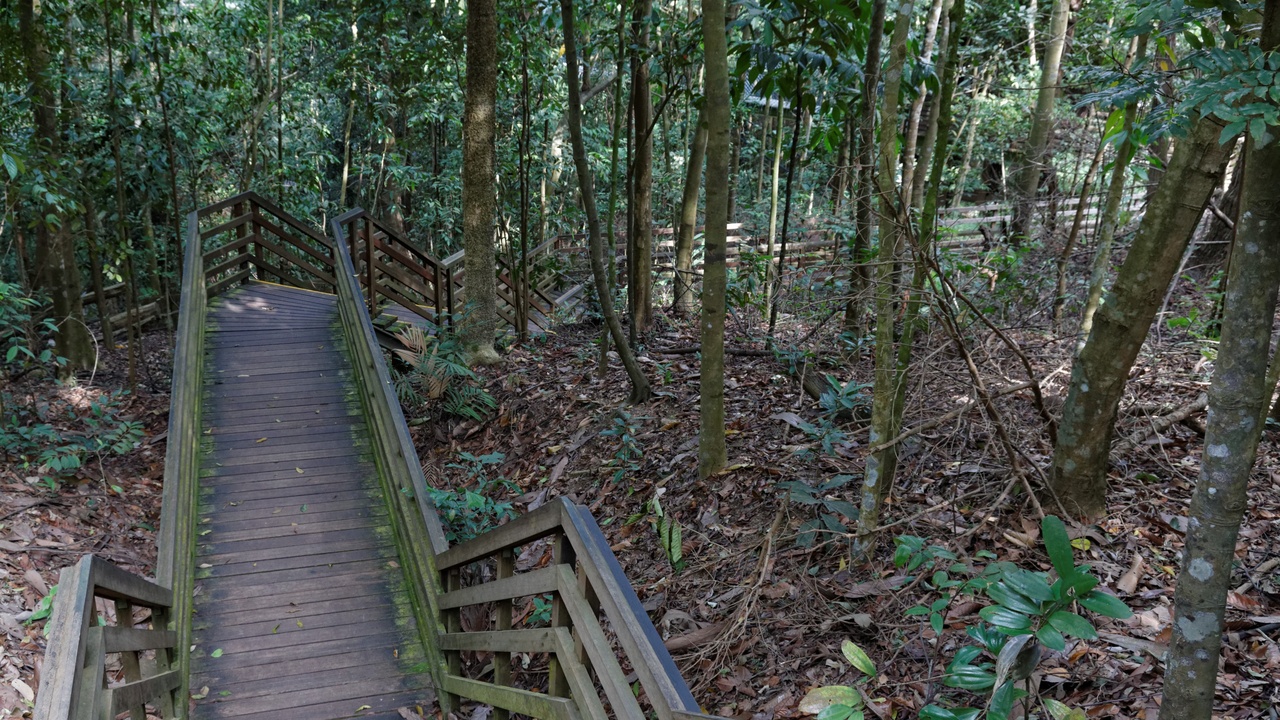 Hiker on the Henderson Waves bridge with greenery around.