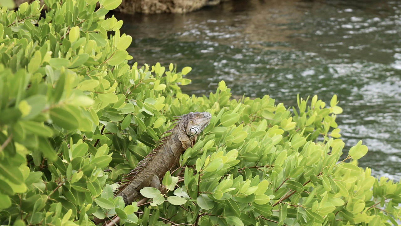 Chalk Sound lagoon with limestone cays and turquoise water