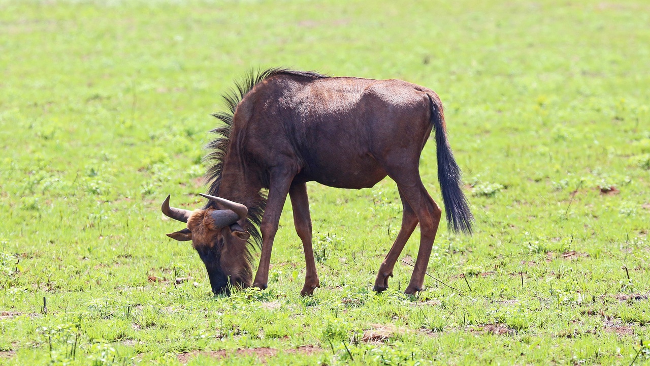 Visitors on a game drive in Hlane National Park with elephant in foreground