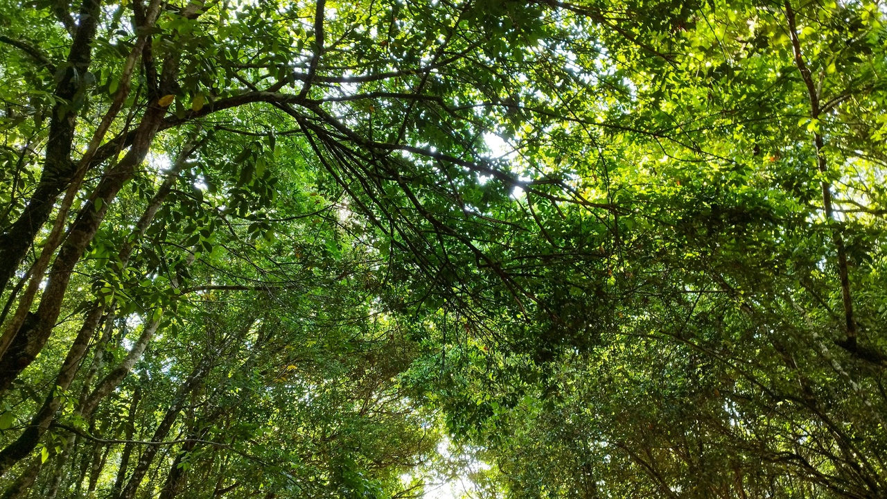 Wooden riverboat gliding along a wide rainforest river at sunset.