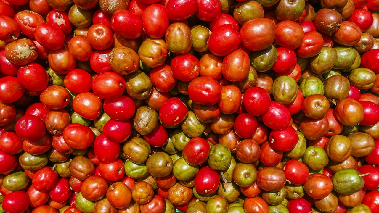 Coffee pickers harvesting cherries on a hillside farm in El Salvador