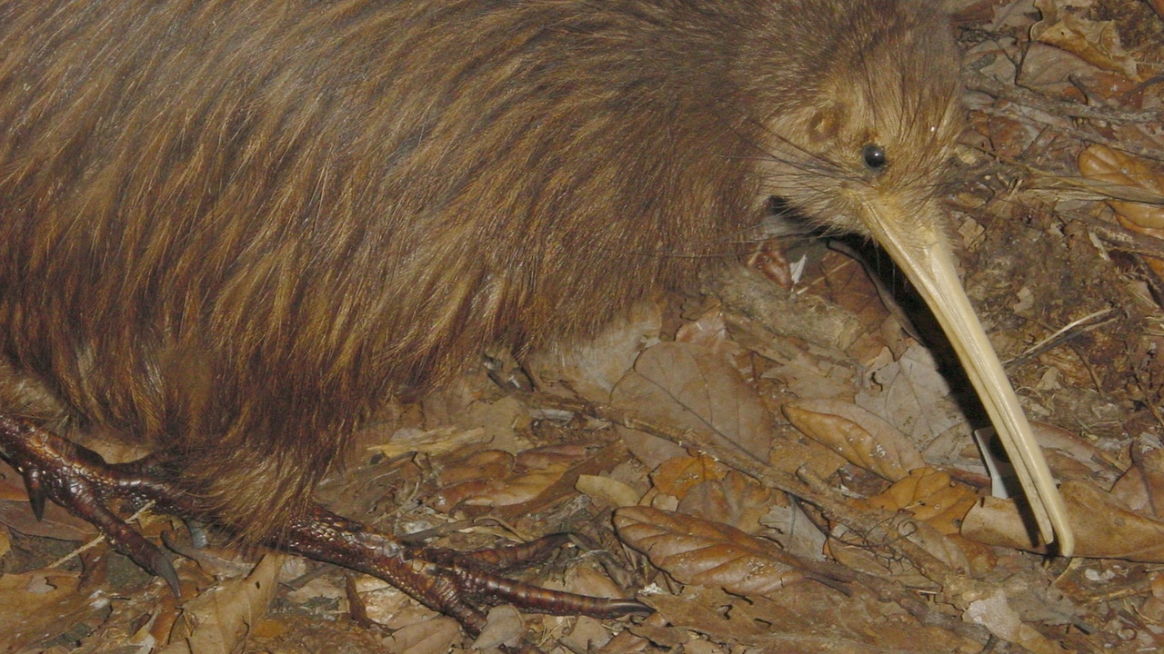 Native kiwi and coastal whale watching near Kaikōura