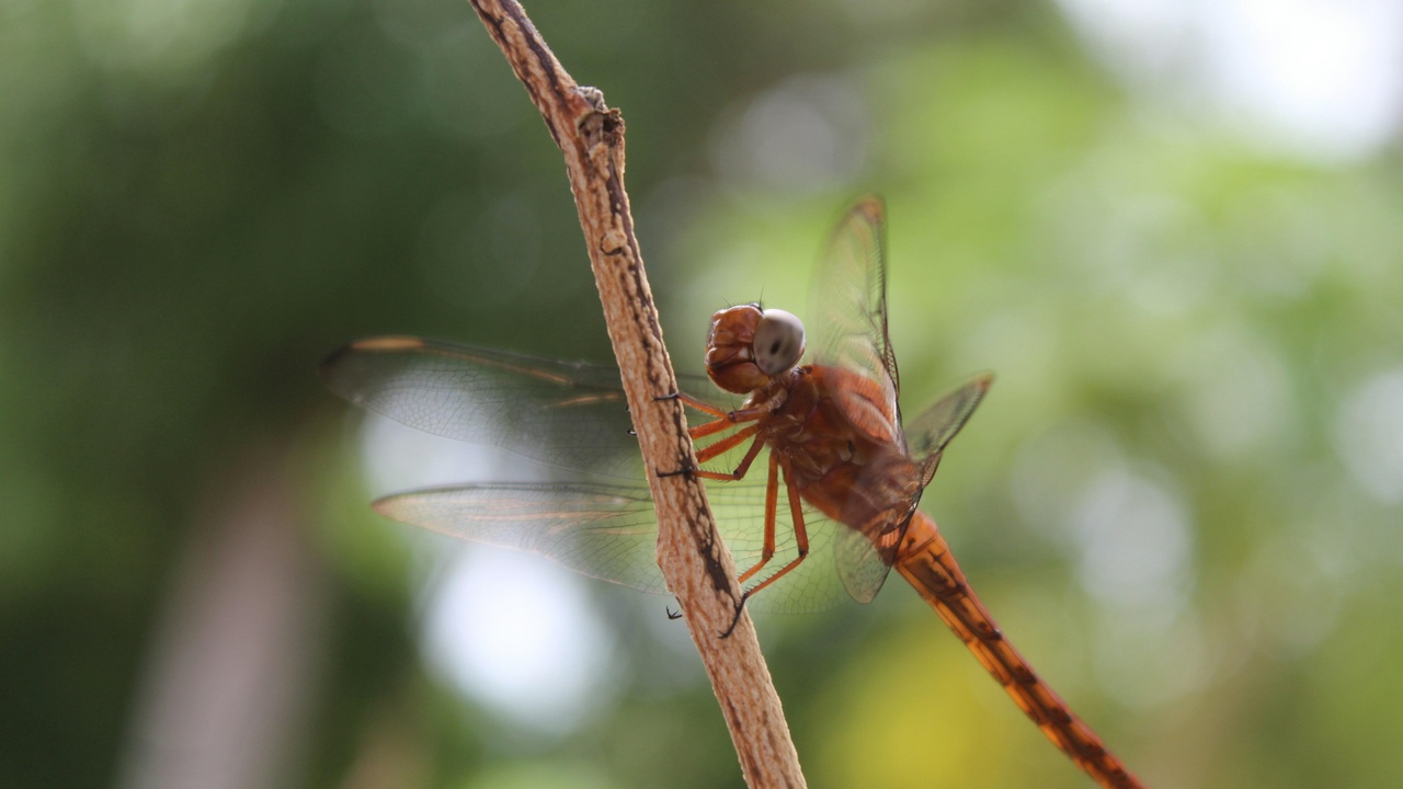 Aerial view of dense Suriname rainforest with winding rivers
