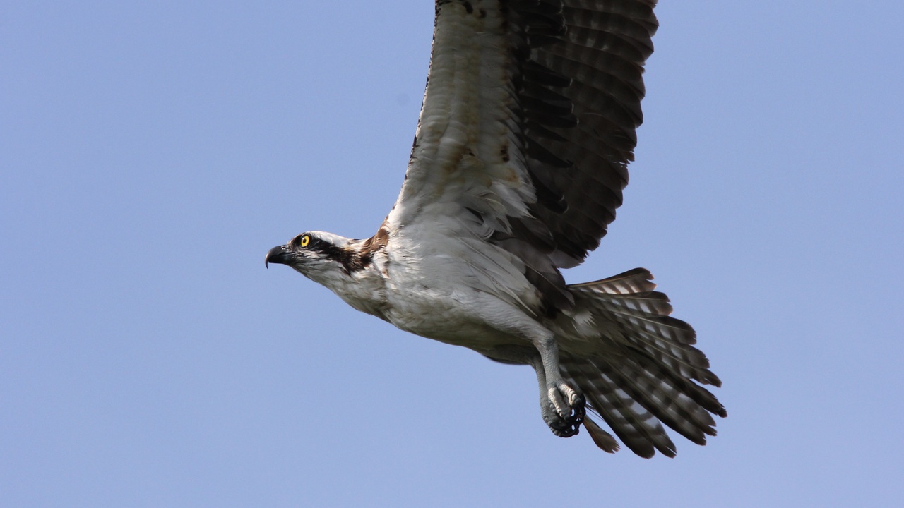 Paddlers and birds at a Tampa-area preserve, demonstrating local wildlife and ecosystems