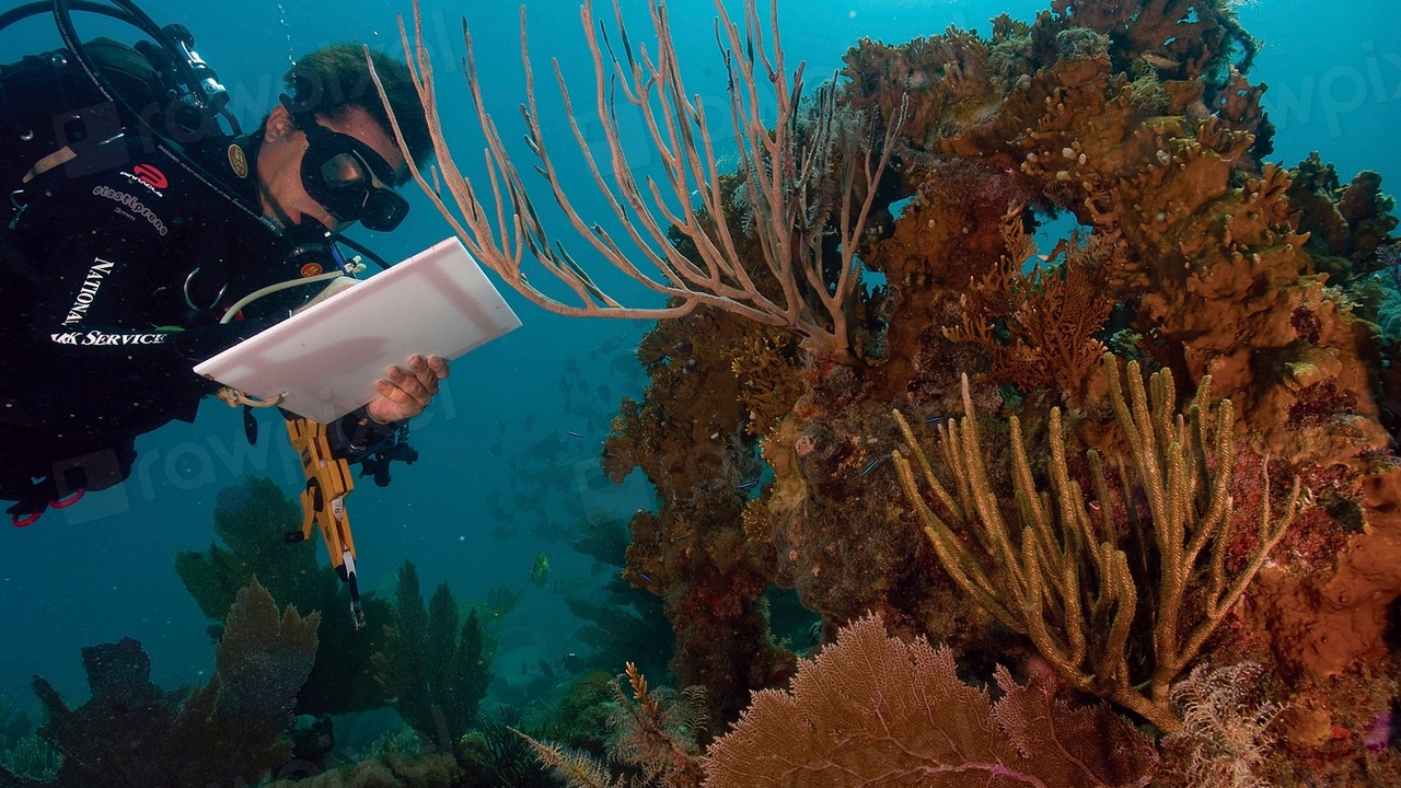 Surfing and snorkeling near Upolu, Samoa: reef break off the south coast