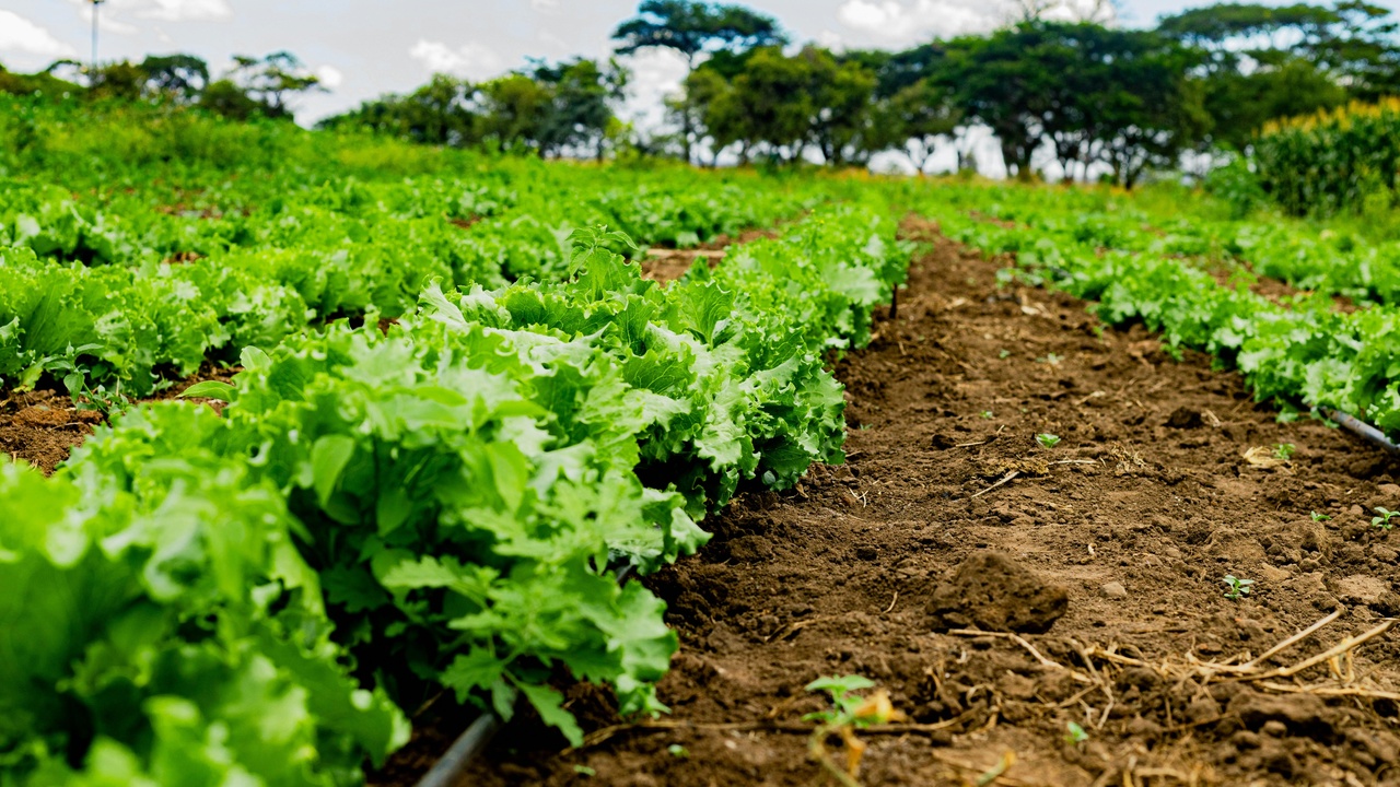 Tobacco drying barns in Zimbabwe