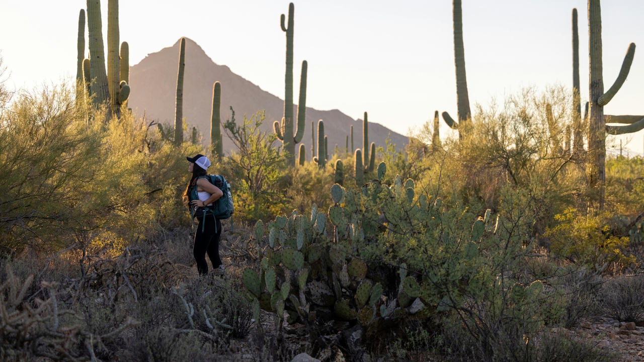 Saguaro cacti and desert landscape near Tucson