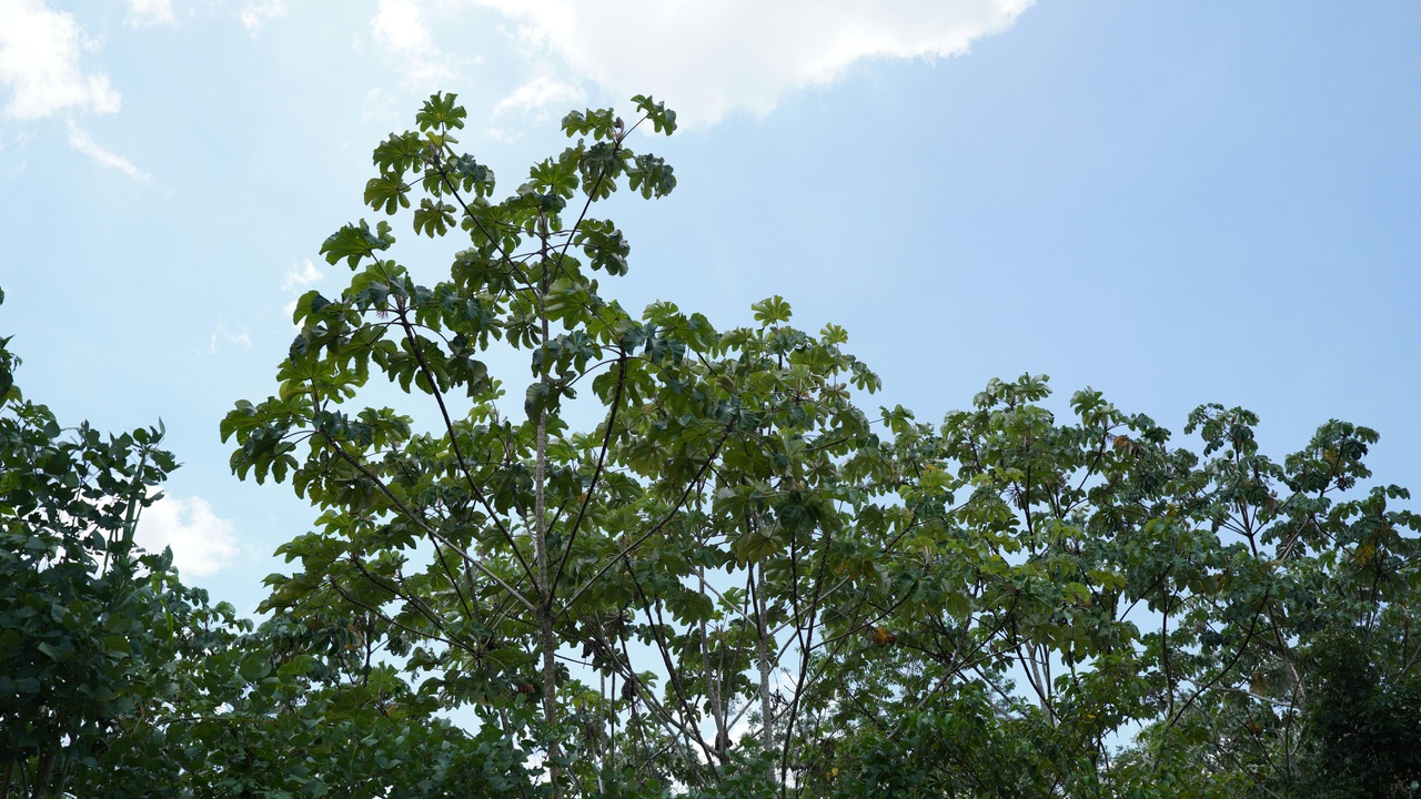 Amazon rainforest canopy and Pantanal wildlife safari