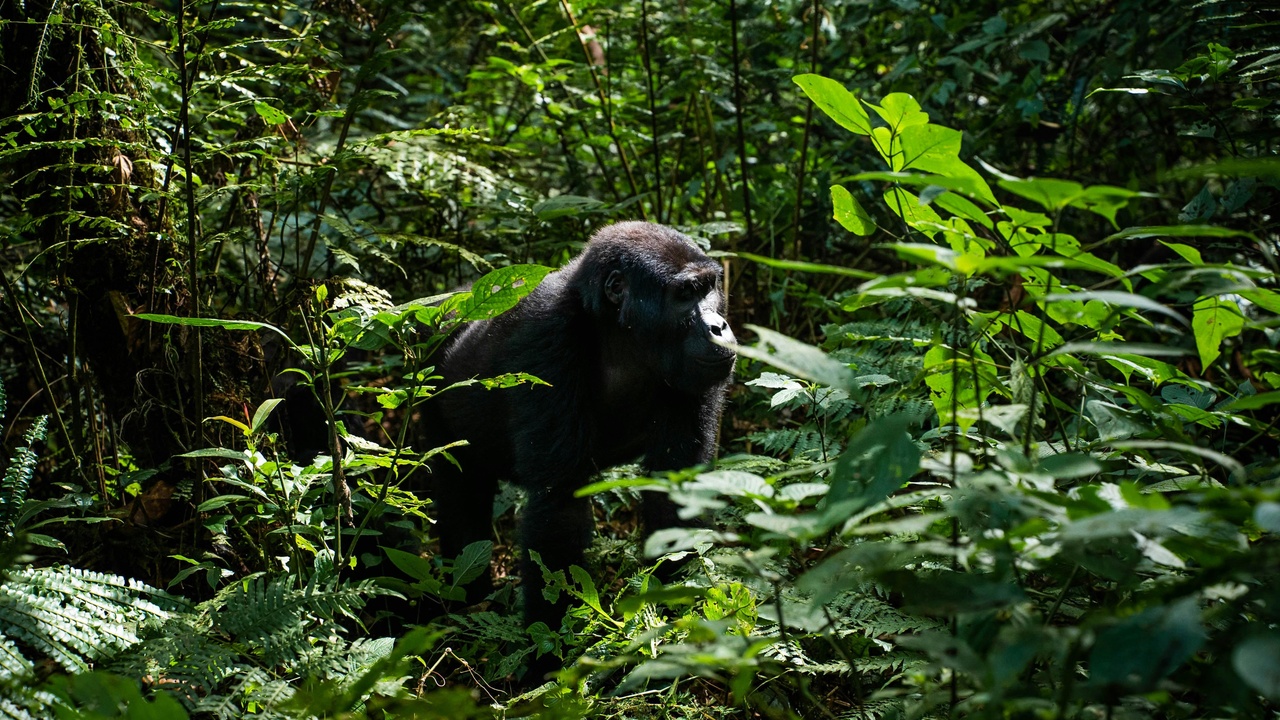 Forest canopy and wildlife in Dzanga-Sangha, Central African Republic
