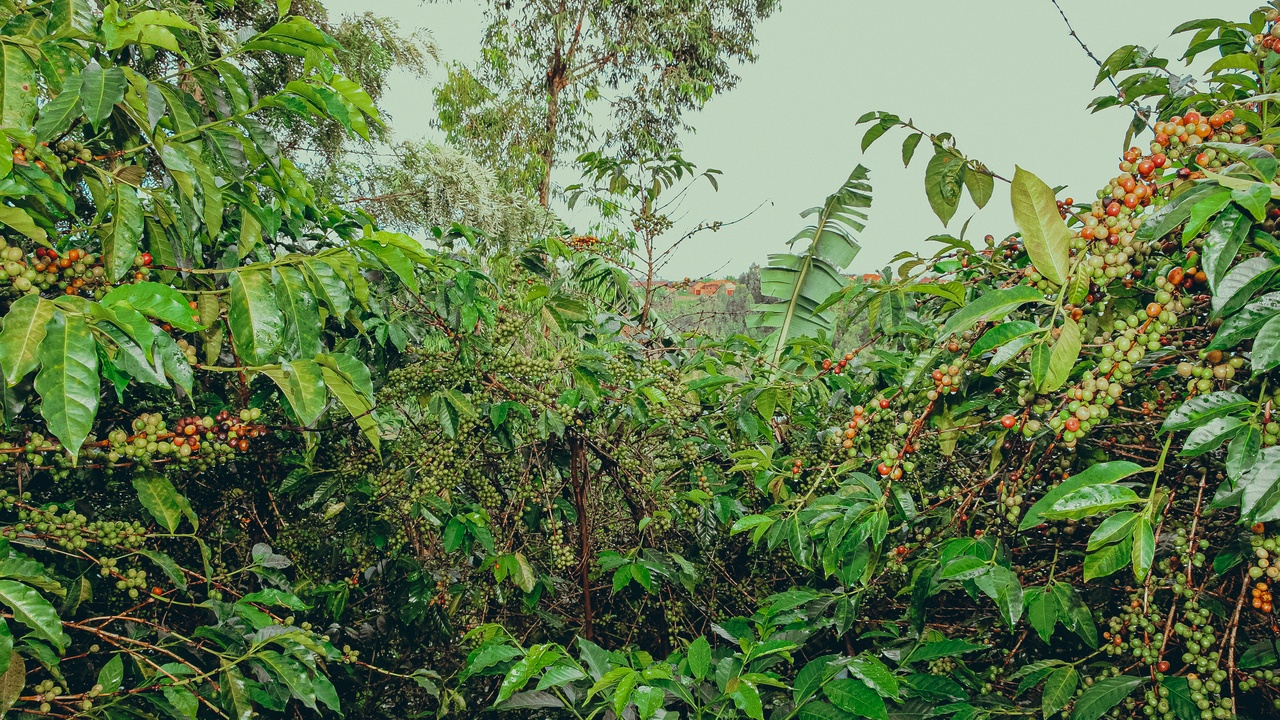 Local market and coffee plantation representing livelihoods in Burundi
