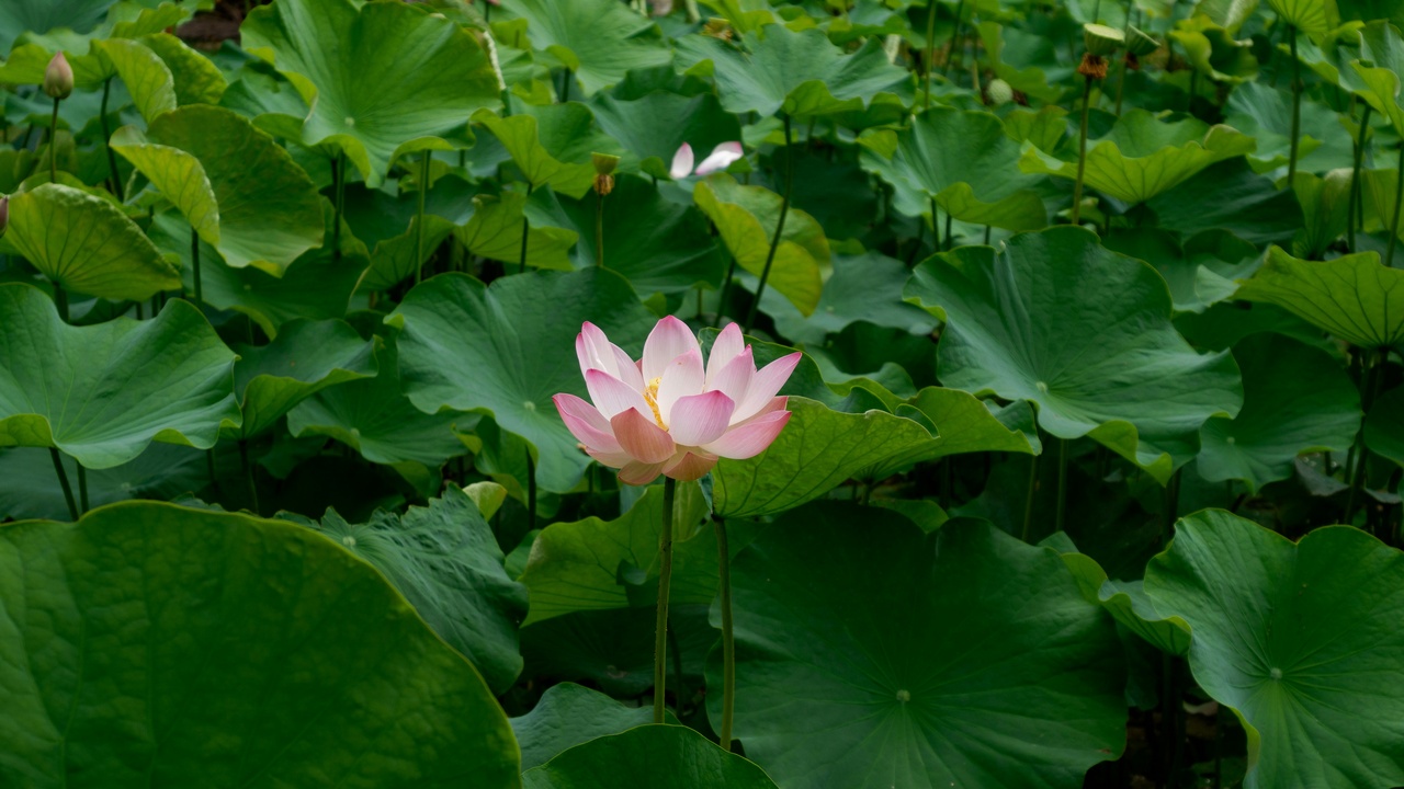 Pamplemousses Botanical Garden pond with giant water lilies