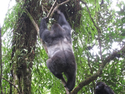 Kahuzi-Biega National Park