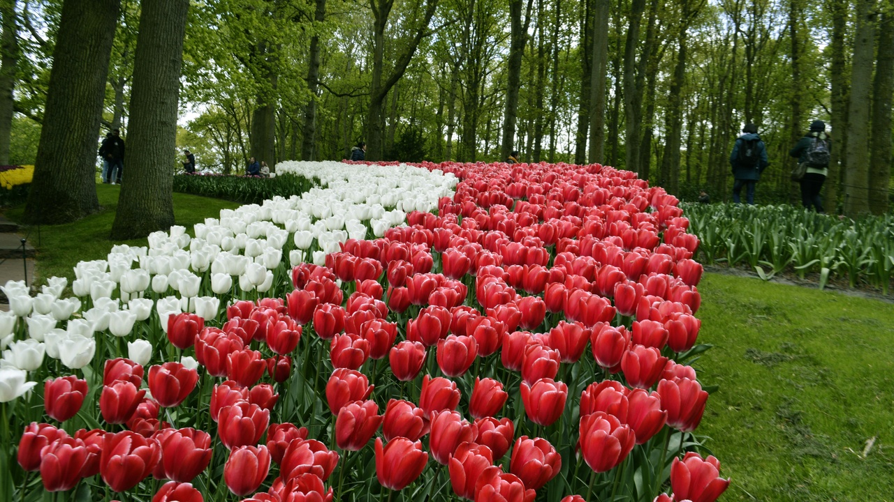 Keukenhof tulip fields, Alkmaar cheese market and traditional Dutch crafts