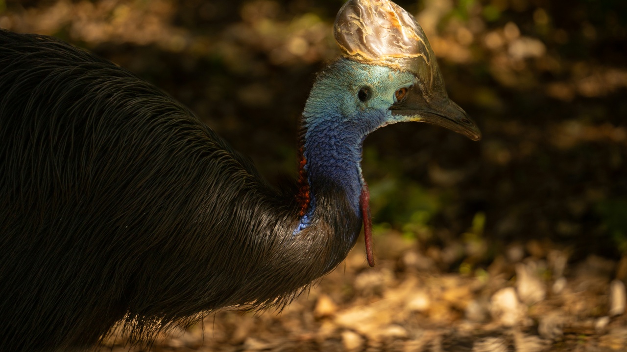 Papua New Guinea rainforest and coastal scenery
