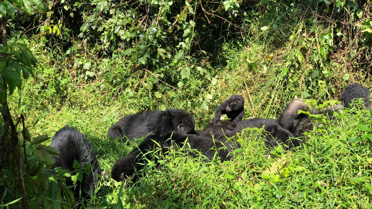 A gorilla in Bwindi with the Rwenzori Mountains in the background