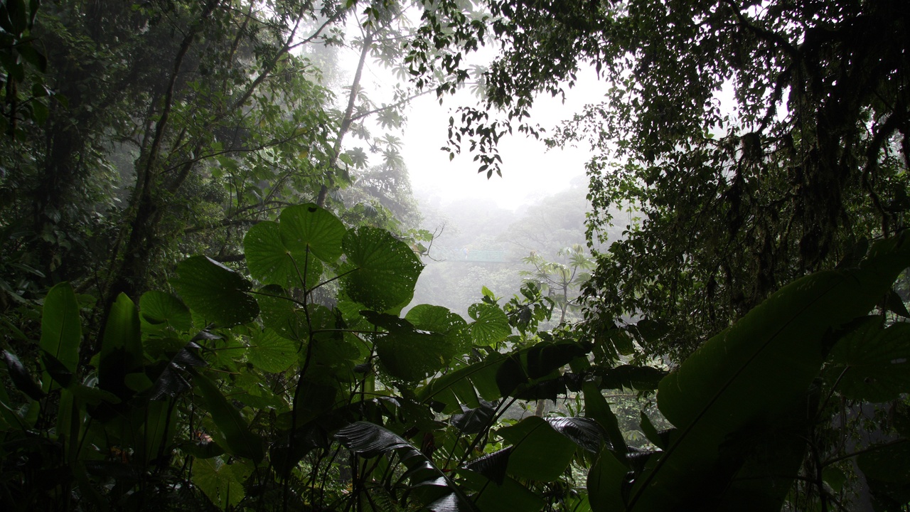 Canopy zipline in a cloud forest, Monteverde