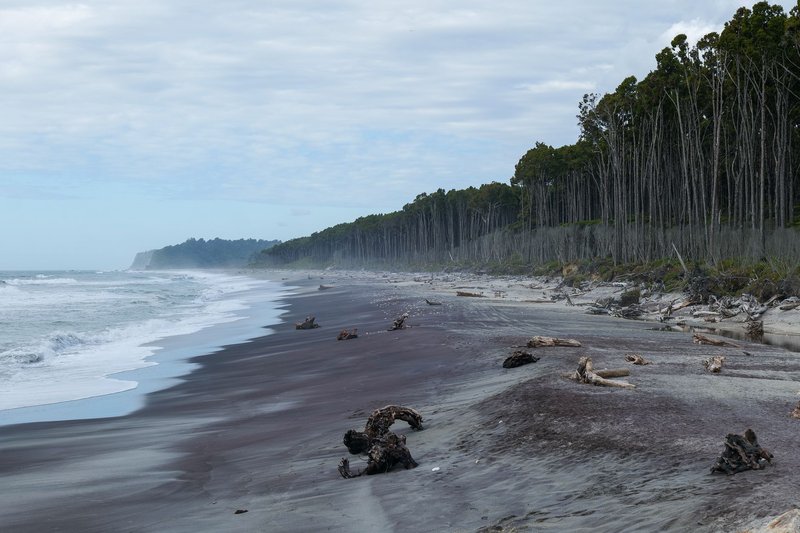 Explore a serene black sand beach with scenic driftwood and forested backdrop in New Zealand.