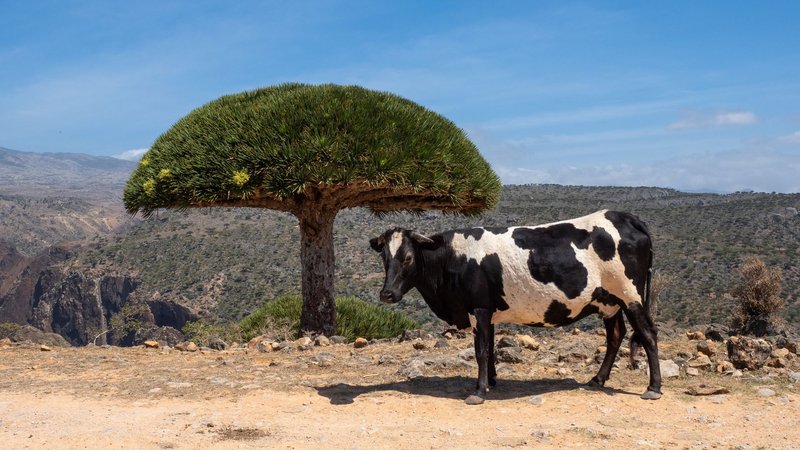 Cow standing beside a Socotra dragon's blood tree in an arid, rocky landscape. Perfect harmony of nature.