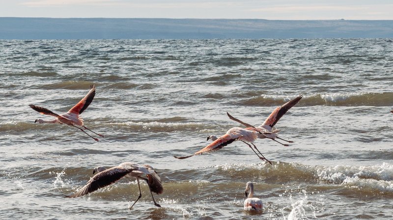 Flamingos taking flight above the ocean waves in Patagonia.