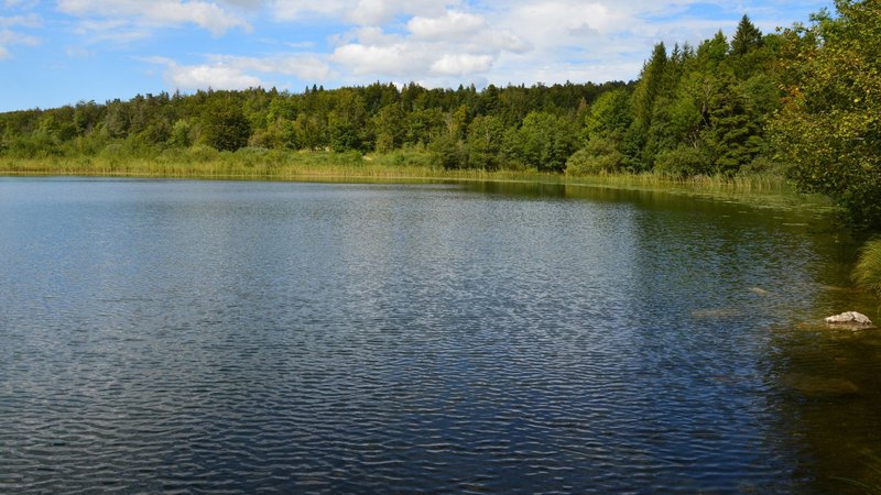 A serene lake amidst a vibrant green forest under a clear blue sky.