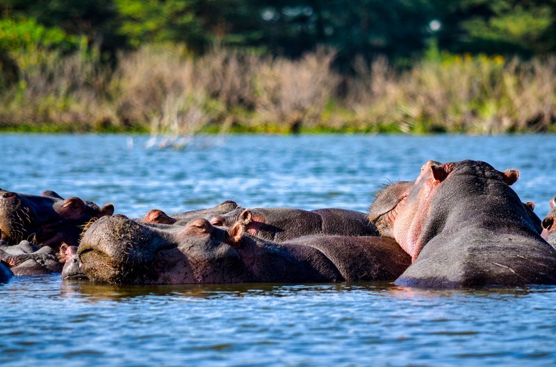 A serene group of hippos basking in Lake Nakuru, surrounded by vibrant nature. Captured on a sunny day.