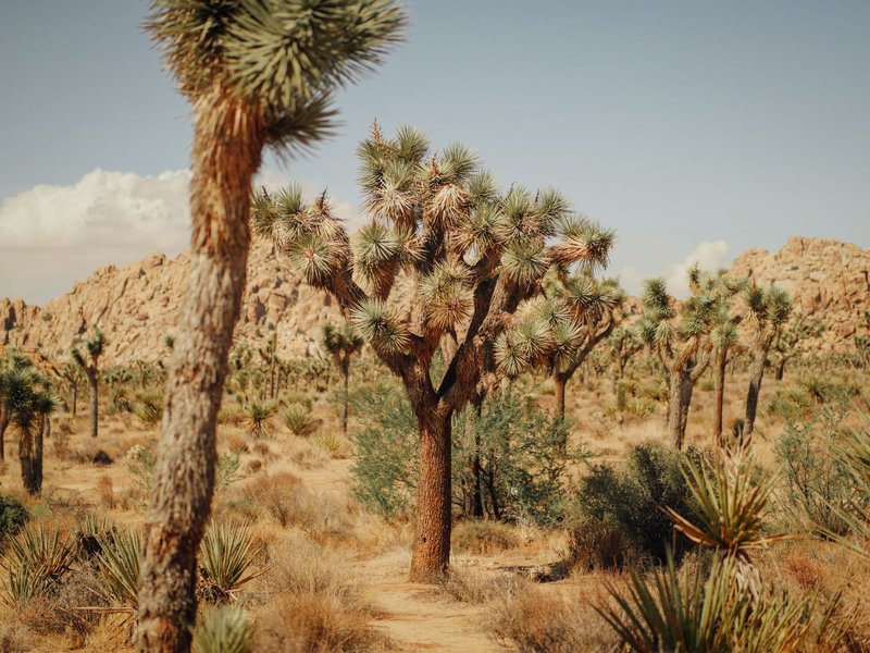 Breathtaking landscape of Joshua Trees in Joshua Tree National Park.