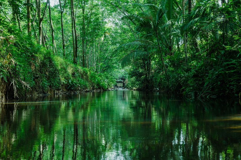 Serene jungle river in lush greenery with calm reflections and rich vegetation.