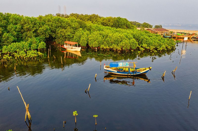 Colorful traditional boats floating in a serene Jakarta mangrove lake setting.