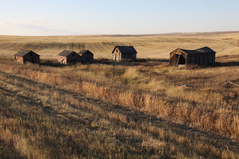 A serene landscape of abandoned barns and fields in rural Alberta, Canada, during autumn.