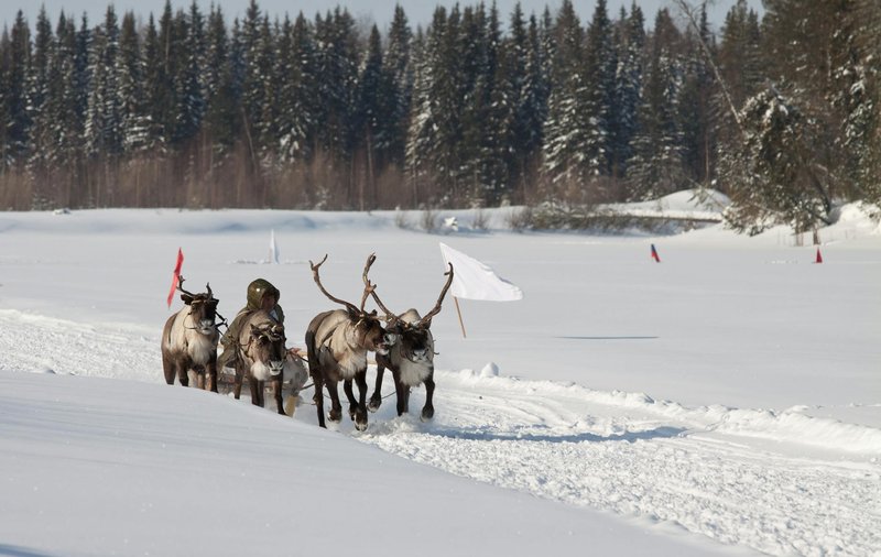 A group of reindeer pulling a sled through a snowy forest landscape during winter.