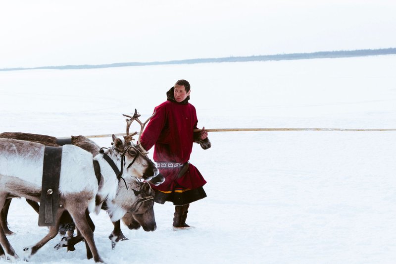 A man in traditional attire leads reindeers across a snowy landscape during winter.